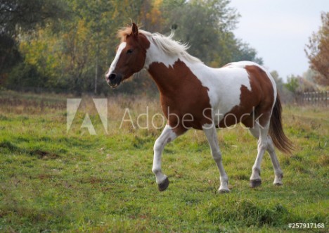 Picture of The skewbald  pony running a trot on a meadow